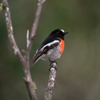 Petroica boodang (Scarlet Robin) at Bungonia, NSW - 2 Jul 2021 by trevsci
