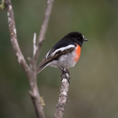 Petroica boodang at Bungonia, NSW - 2 Jul 2021