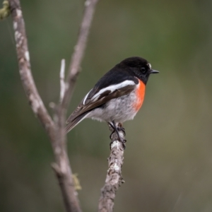 Petroica boodang at Bungonia, NSW - 2 Jul 2021 11:03 AM