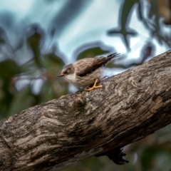 Daphoenositta chrysoptera (Varied Sittella) at Bungonia National Park - 2 Jul 2021 by trevsci