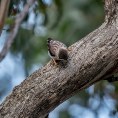 Daphoenositta chrysoptera at Bungonia, NSW - 2 Jul 2021