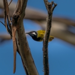 Nesoptilotis leucotis (White-eared Honeyeater) at Bungonia, NSW - 2 Jul 2021 by trevsci