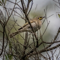 Caligavis chrysops (Yellow-faced Honeyeater) at Bungonia National Park - 2 Jul 2021 by trevsci