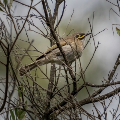 Caligavis chrysops (Yellow-faced Honeyeater) at Bungonia, NSW - 2 Jul 2021 by trevsci