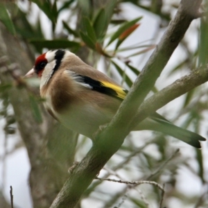 Carduelis carduelis at South Albury, NSW - 5 Jul 2021