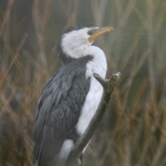 Microcarbo melanoleucos (Little Pied Cormorant) at South Albury, NSW - 5 Jul 2021 by PaulF