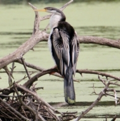 Anhinga novaehollandiae (Australasian Darter) at Albury - 5 Jul 2021 by PaulF