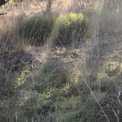 Dianella (genus) (Flax Lily) at Latham, ACT - 5 Jul 2021 by Rebeccaryanactgov