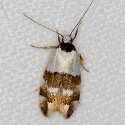 Zonopetala decisana (Zonopetala decisana) at Melba, ACT - 13 Nov 2018 by Bron