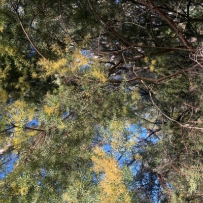 Acacia lunata (Lunate-leaved Wattle) at Lake Ginninderra - 5 Jul 2021 by Mathew