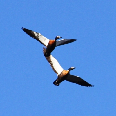 Tadorna tadornoides (Australian Shelduck) at Mulligans Flat - 5 Jul 2021 by davobj