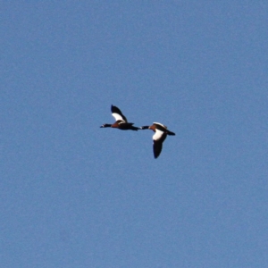 Tadorna tadornoides at Jacka, ACT - 5 Jul 2021 04:34 PM