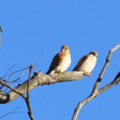 Falco cenchroides (Nankeen Kestrel) at Mulligans Flat - 5 Jul 2021 by davobj