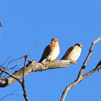 Falco cenchroides (Nankeen Kestrel) at Jacka, ACT - 5 Jul 2021 by davobj