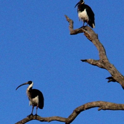 Threskiornis spinicollis (Straw-necked Ibis) at Mulligans Flat - 5 Jul 2021 by davobj