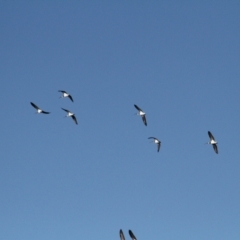 Threskiornis spinicollis at Jacka, ACT - 5 Jul 2021 04:31 PM