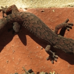 Christinus marmoratus (Southern Marbled Gecko) at Narrabundah, ACT - 5 Jul 2021 by RobParnell