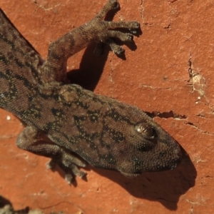 Christinus marmoratus at Narrabundah, ACT - 5 Jul 2021