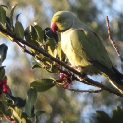 Psittacula krameri (Rose-ringed Parakeet) at Narrabundah, ACT - 5 Jul 2021 by RobParnell