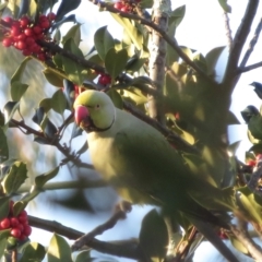 Psittacula krameri at Narrabundah, ACT - 5 Jul 2021