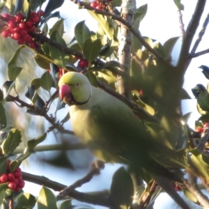 Psittacula krameri at Narrabundah, ACT - 5 Jul 2021