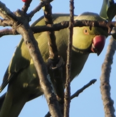 Psittacula krameri at Narrabundah, ACT - 5 Jul 2021