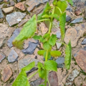 Melissa officinalis at Bonner, ACT - 2 Jul 2021