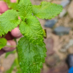 Melissa officinalis at Bonner, ACT - 2 Jul 2021