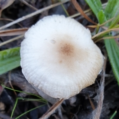 zz agaric (stem; gills white/cream) at Mount Painter - 4 Jul 2021 by drakes