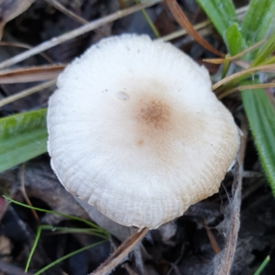 zz agaric (stem; gills white/cream) at Cook, ACT - 4 Jul 2021 by drakes