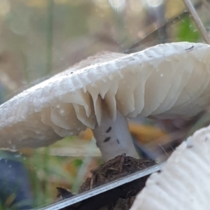 zz agaric (stem; gills white/cream) at Cook, ACT - 5 Jul 2021