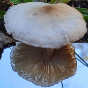 zz agaric (stem; gills white/cream) at Cook, ACT - 5 Jul 2021