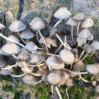 Coprinellus etc. (An Inkcap) at Cook, ACT - 4 Jul 2021 by drakes