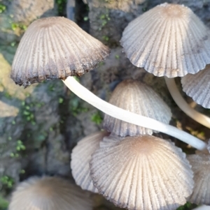 Coprinellus etc. at Cook, ACT - 5 Jul 2021 09:22 AM