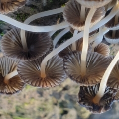 Coprinellus etc. at Cook, ACT - 5 Jul 2021 09:22 AM