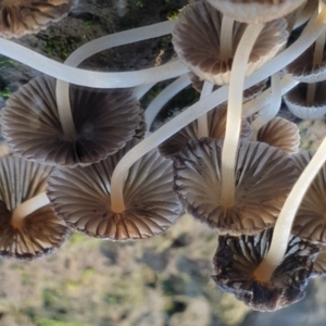 Coprinellus etc. at Cook, ACT - 5 Jul 2021 09:22 AM