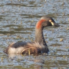 Tachybaptus novaehollandiae (Australasian Grebe) at Isabella Plains, ACT - 4 Apr 2021 by MichaelBedingfield