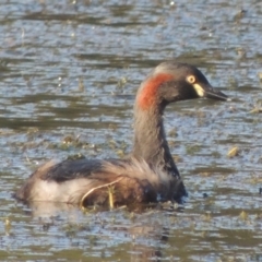 Tachybaptus novaehollandiae (Australasian Grebe) at Upper Stranger Pond - 4 Apr 2021 by michaelb