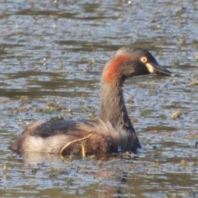 Tachybaptus novaehollandiae (Australasian Grebe) at Upper Stranger Pond - 4 Apr 2021 by michaelb