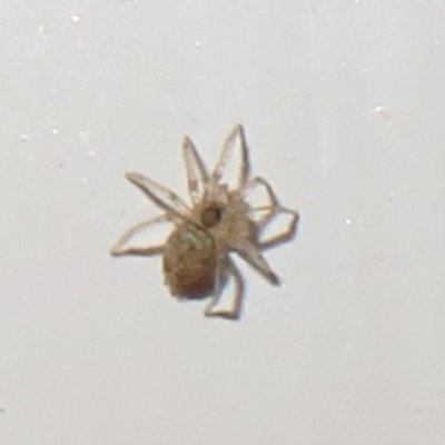 Oecobius sp. (genus) (Wall spider) at Flynn, ACT - 3 Jul 2021 by Christine
