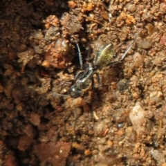 Camponotus aeneopilosus (A Golden-tailed sugar ant) at Block 402 - 3 Jul 2021 by Christine