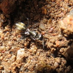 Camponotus aeneopilosus at Stromlo, ACT - 3 Jul 2021