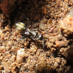 Camponotus aeneopilosus at Stromlo, ACT - 3 Jul 2021 02:46 PM