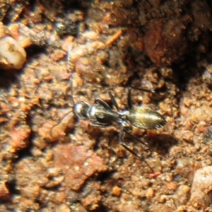 Camponotus aeneopilosus at Stromlo, ACT - 3 Jul 2021