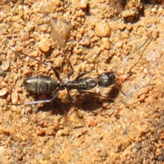 Camponotus sp. (genus) (A sugar ant) at Stromlo, ACT - 3 Jul 2021 by Christine