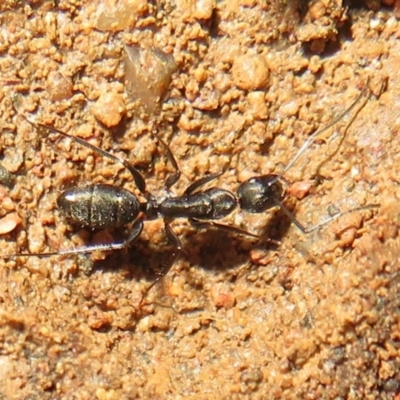 Camponotus sp. (genus) (A sugar ant) at Block 402 - 3 Jul 2021 by Christine