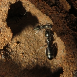 Camponotus sp. (genus) at Stromlo, ACT - 3 Jul 2021