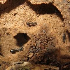 Camponotus sp. (genus) at Stromlo, ACT - 3 Jul 2021