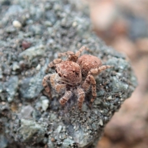 Euophryinae sp. (Rockhopper) undescribed at Coree, ACT - 4 Oct 2019 03:42 PM