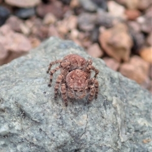 Euophryinae sp. (Rockhopper) undescribed at Coree, ACT - 4 Oct 2019 03:42 PM